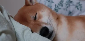 잠이 부족할때 나타나는 우리 몸의 비명