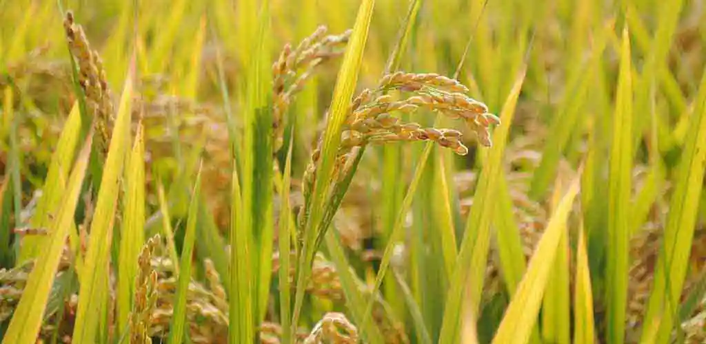 밥상의 주인공, 쌀 이야기 4 쌀 품종 알아보기
