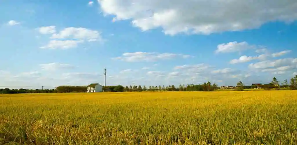 밥상의 주인공, 쌀 이야기 5 쌀 고르는 방법과 다이어트