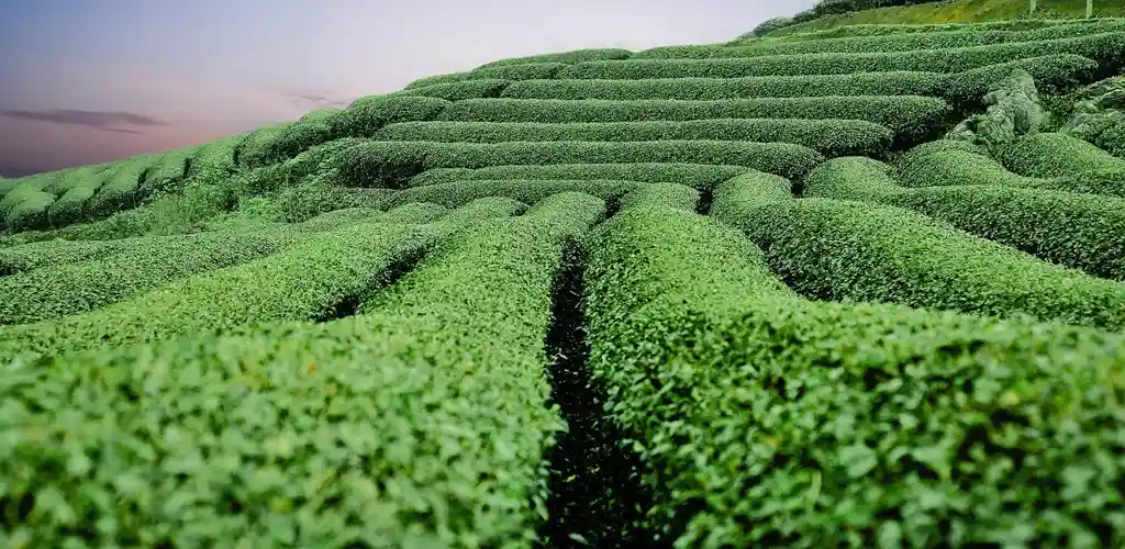 녹차가 체중 감량에 좋은 과학적 이유 4 녹차가 체중 감량에 도움이 되는 이유와 실생활 활용법